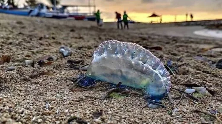 Ubur-ubur Blue Bottle Blooming di Perairan Bali, Masyarakat Diminta Waspada