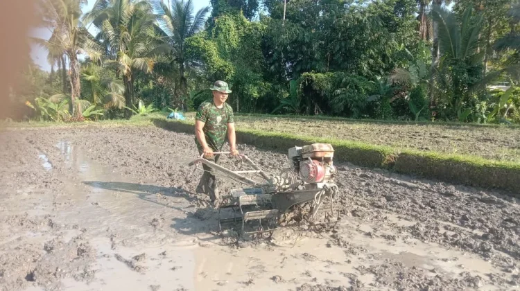 Babinsa Babahan Kawal Pengolahan 50 Are Lahan Sawah Dukung Ketahanan Pangan