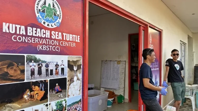Belasan Ribu Telur Penyu Lekang Masih dalam Proses Penetasan di Pantai Kuta