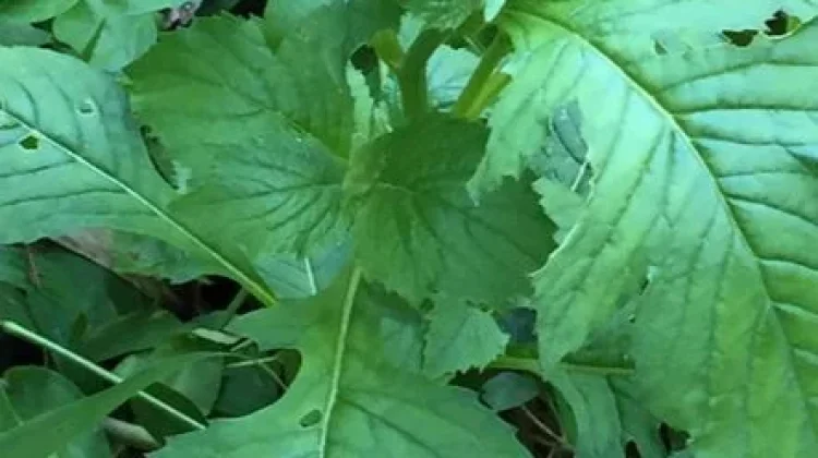 Mengenal Tanaman Sintrong, Gulma Liar Kaya Nutrisi yang Menyimpan Potensi Herbal