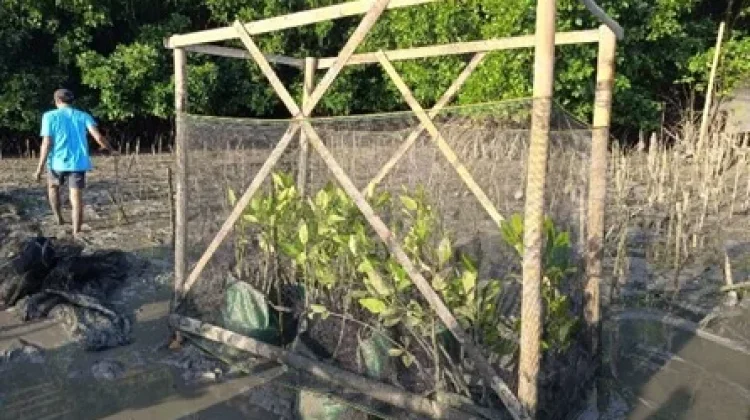 Inovasi Rumpon Pelindung Amankan Bibit Mangrove dari Sampah dan Sedimentasi