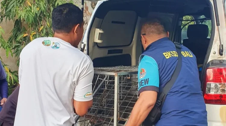 Monyet Resahkan Sekolah di Jembrana Berhasil Dievakuasi