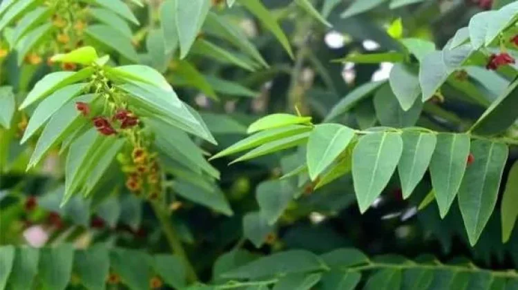Daun Katuk Kaya Nutrisi Dukung Kesehatan Keluarga