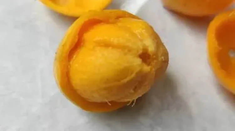 Menelusuri Buah Badung, Tanaman Lokal yang Terlupakan di Tanah Sendiri