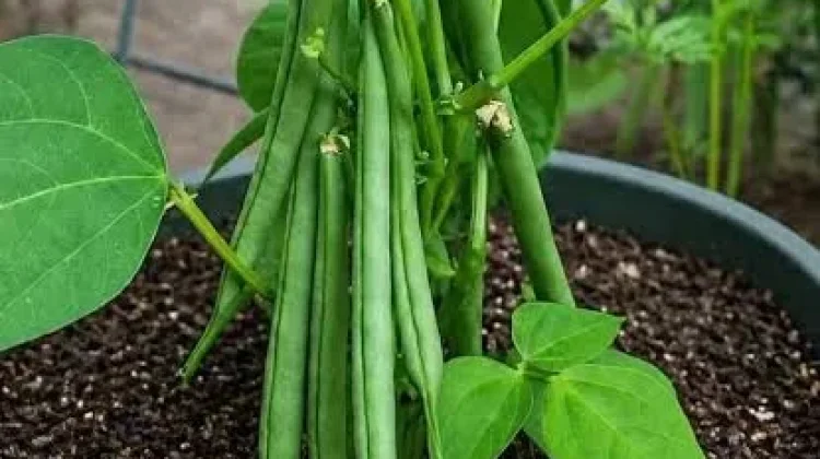 Panen Sayur dari Teras, Panduan Praktis Menanam Buncis dalam Pot untuk Pemula