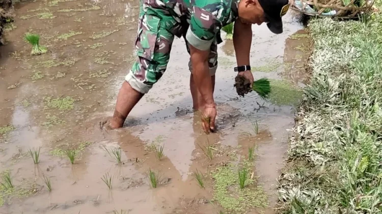 Babinsa Wongaya Gede Perkuat Ketahanan Pangan dengan Penanaman Padi Lokal