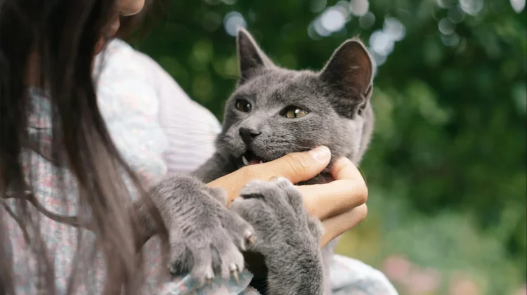 Memelihara Kucing Bantu Menjaga Kesehatan Mental