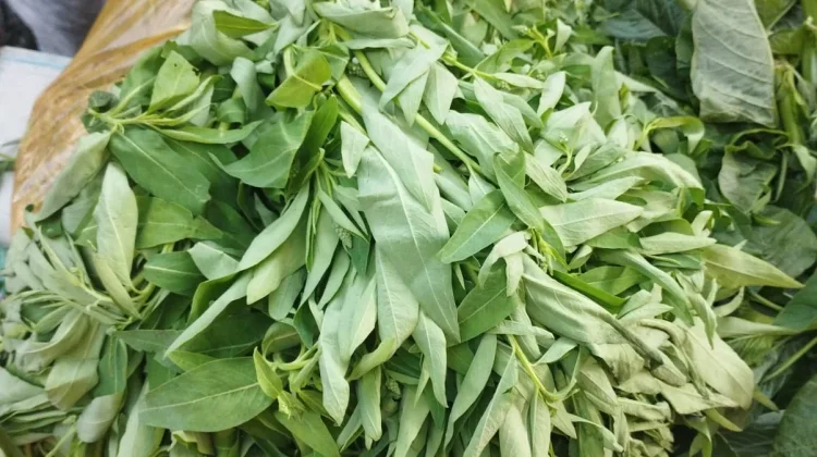 Sayur Gonde dengan Sensasi Rasa Sedikit Pahit