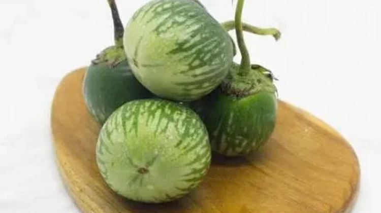 Terong Gelatik, Si Kecil HIjau yang Kaya Manfaat