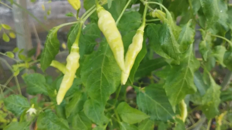 Semua Tentang Daun Cabe dari Kebun Sampai ke Piring