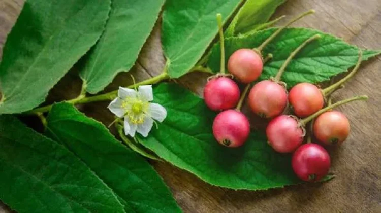 Daun Kersen atau Daun Talok Sebagai Pengobatan Tradisional