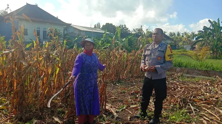 Polisi Terjun Turun Tangan Kawal Panen Jagung Medewi