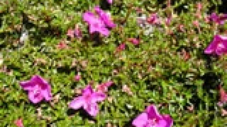 Keanggunan Schizocentron Elegans, Flora Hias Penutup Tanah Bernilai Estetika Tin