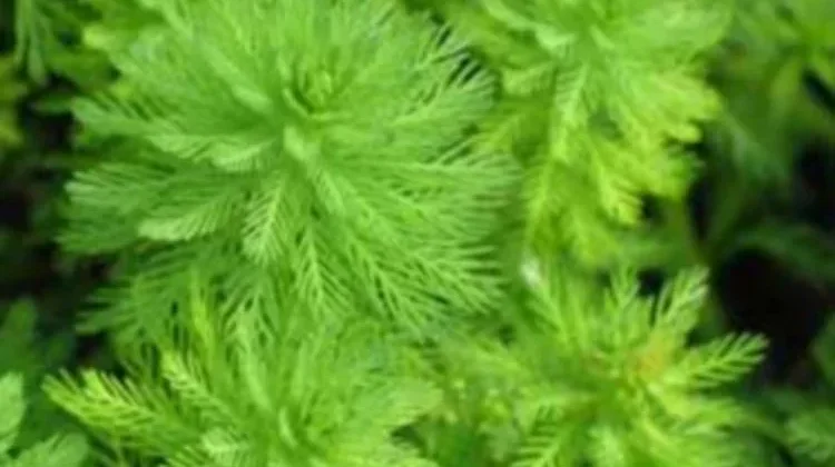 Parrot Feather, Flora Air Eksotis Bertekstur Lembut Penyeimbang Kolam Hias