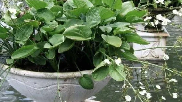 Tanaman Melati Air, Keindahan Pesona Akuatik Kaya Manfaat Bagi Ekosistem Taman