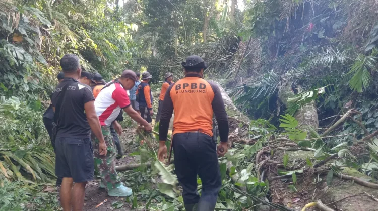 Pohon Tumbang Tutup Jalan, Akses Warga Klungkung Terganggu