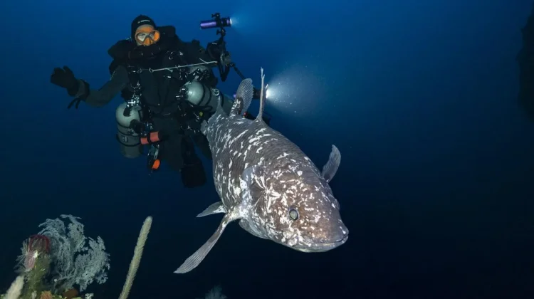 Kembali Ditemukan Belasan Ikan Purba Coelacanth di Perairan Sulawesi Utara
