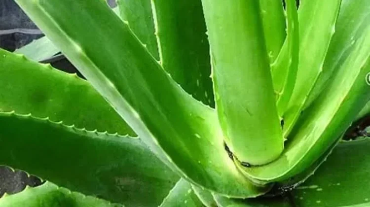Atasi Masalah Kulit hingga Pencernaan, Ini Ragam Manfaat Alami Lidah Buaya