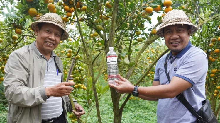 Unud Kembangkan Teknologi Murah Kendalikan Lalat Buah