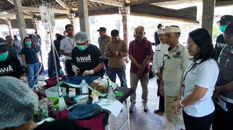Cegah Penyebaran Rabies, Vaksinasi Hewan Peliharaan Digencarkan di Klungkung