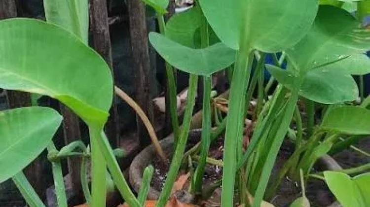 Singkap Pesona Tanaman Genjer, Flora Sawah Bergizi Tinggi Pilihan Kuliner Sehat
