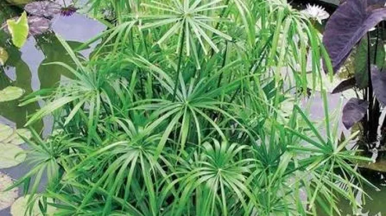Tanaman Payung-Payungan, Pesona Vegetasi Air yang Unik dan Kaya Manfaat Ekologis