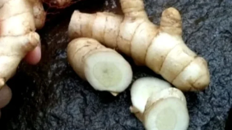 Temu Putih Rempah Herbal dengan Beragam Potensi Manfaat Kesehatan