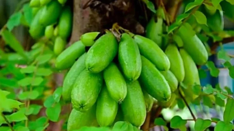 Manfaat Belimbing Wuluh untuk Kesehatan Tubuh