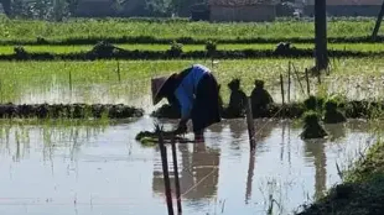 Hadapi Risiko Gagal Panen, Distan Denpasar Ajukan AUTP