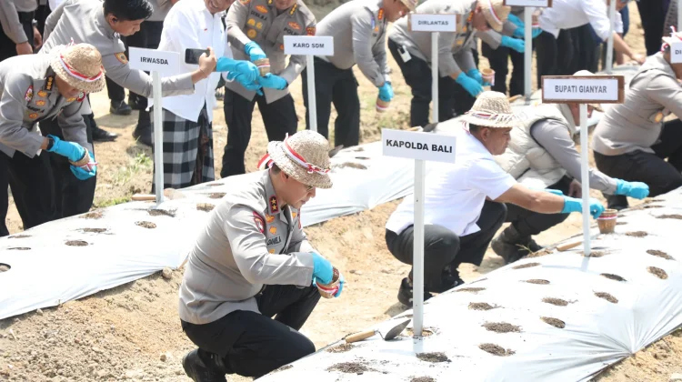 Dukung Swasembada, Polda Bali Gencarkan Penanaman Bawang Putih