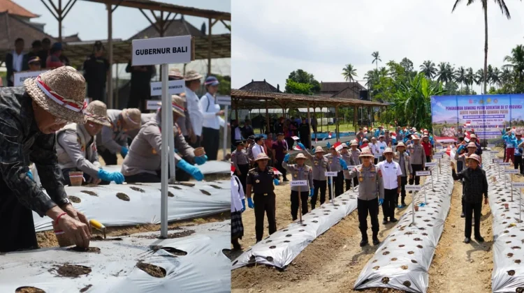 Bali menuju Swasembada Bawang Putih