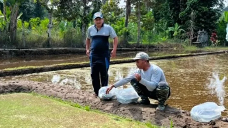 Minapadi Berbasis Subak Tumbuhkan Sentra Benih Nila Danau Batur