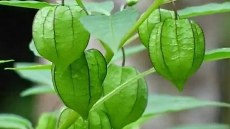 Mengenal Kandungan Aktif Daun Ciplukan
