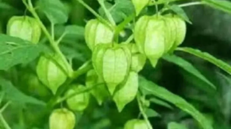 Cara Mengolah Daun Ciplukan yang baik untuk kesehatan