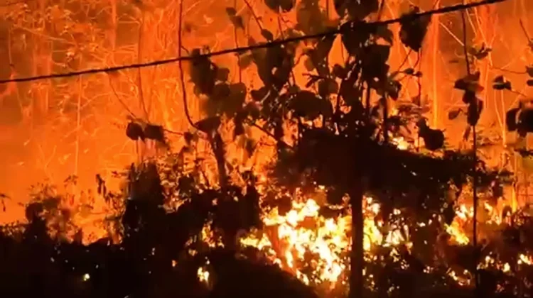 Bakar Sampah Picu Kebakaran 50 Are Lahan di Jembrana