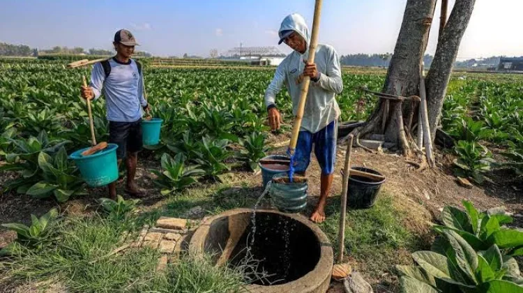 El Nino Tekan Produktivitas Petani Buleleng