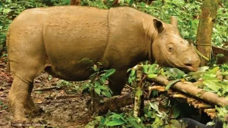Tersisa Dua Ekor Badak Kalimantan di Ambang Kepunahan