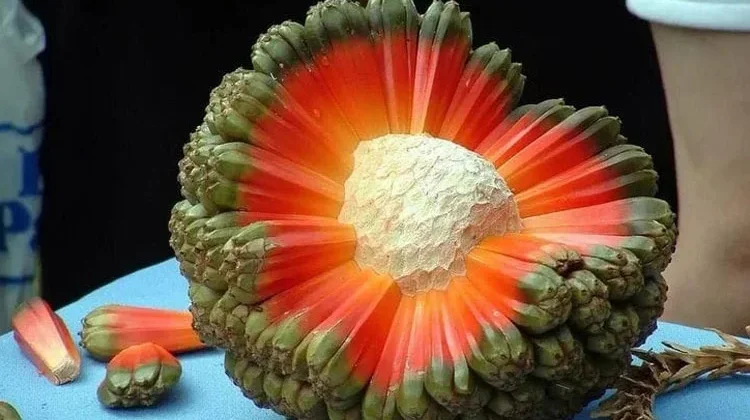 Tumbuh di Pesisir, namun Jarang Ditemui di Meja Makan