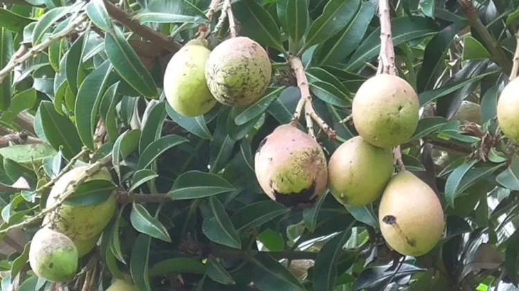 Wani Ngumpen, Mangga Bali yang Hampir Tak Punya Biji