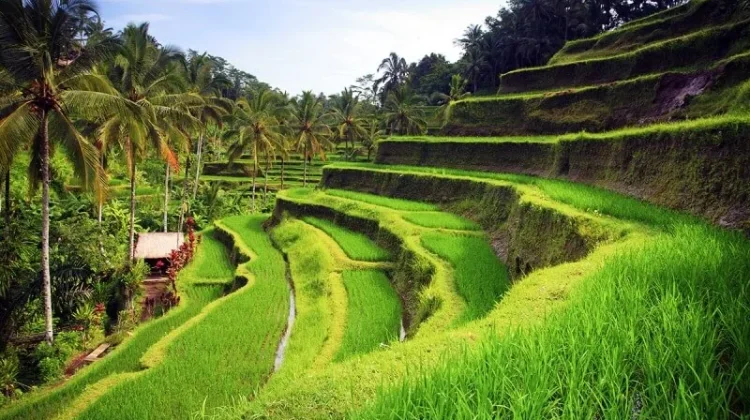 Sawah Bali Susut 10.548 Hektare, BEM Pertanian Unud Soroti Krisis Regenerasi Petani