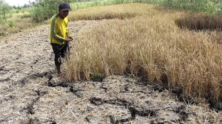 Dampak Kemarau, Petani Bali Beli Air hingga Gunakan Irigasi Tetes