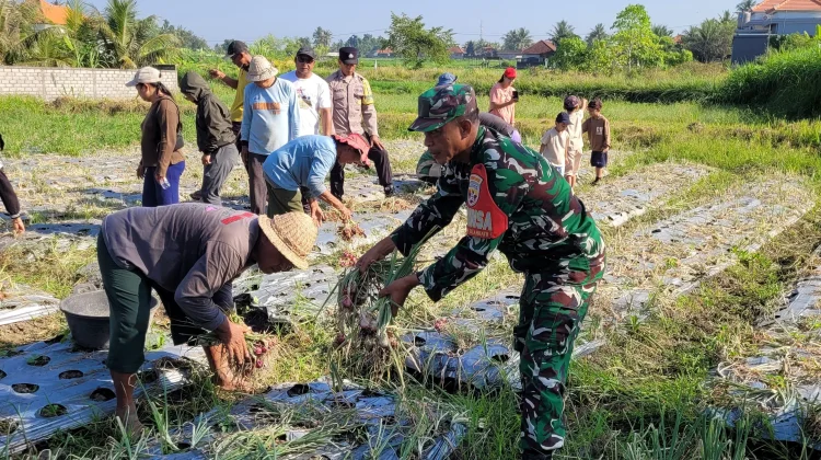 Panen Perdana Bawang Merah di Subak Celuk Dukung Ketahanan Pangan