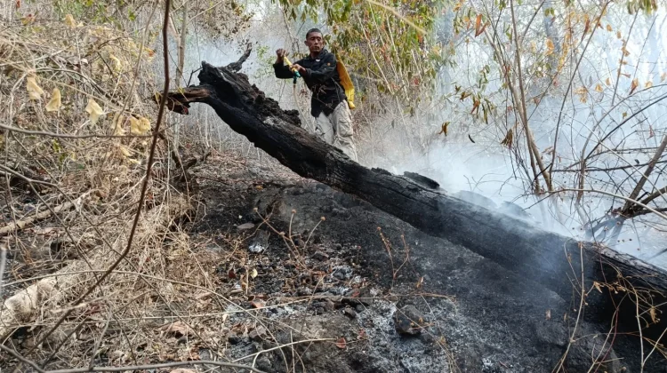 Kolaborasi Tangani Karhutla di Buleleng, Wujud Sinergi Pengelolaan Hutan di Bali