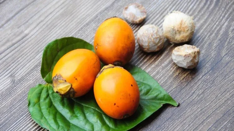 Kenali Buah Pinang Manfaat dan Bahayanya