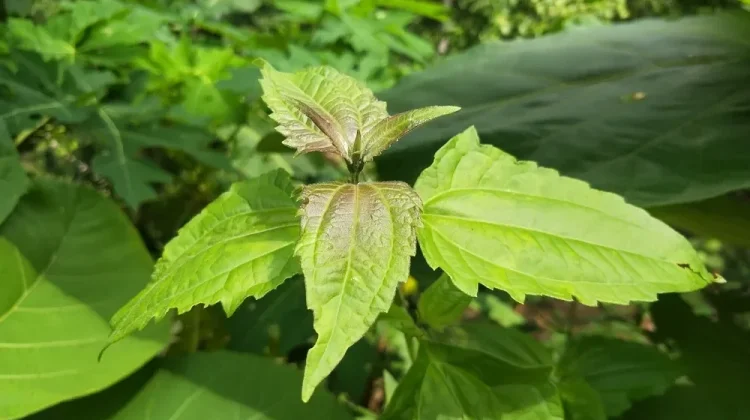 Daun Balakacida Apakah Aman Dikonsumsi?