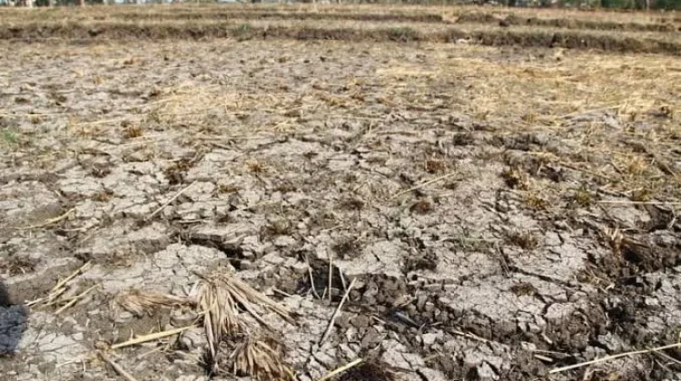 Lahan Pertanian di Seraya Karangasem Dibiarkan Kosong akibat Kemarau Panjang