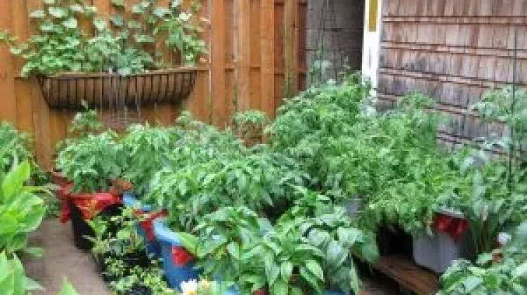 Ubah Halaman Jadi Oase Hijau, Membuat Kebun di Rumah