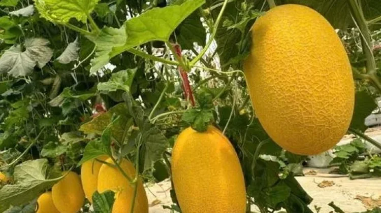 Jarang Diketahui, Buah Melon ternyata Punya Manfaat Besar untuk Kesehatan Tulang