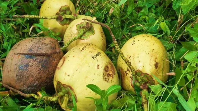 Nyuh Rangda, Kelapa Unik Bali yang Sarat Makna Spiritual