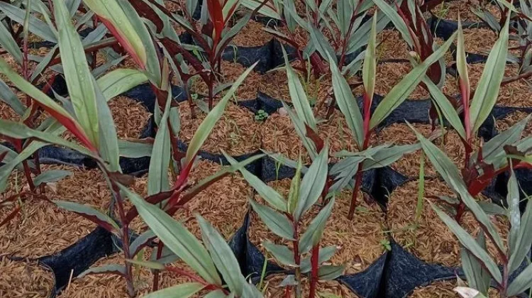 Mengenal Jahe Wulung, Tanaman Eksotis yang Kaya Potensi Herbal